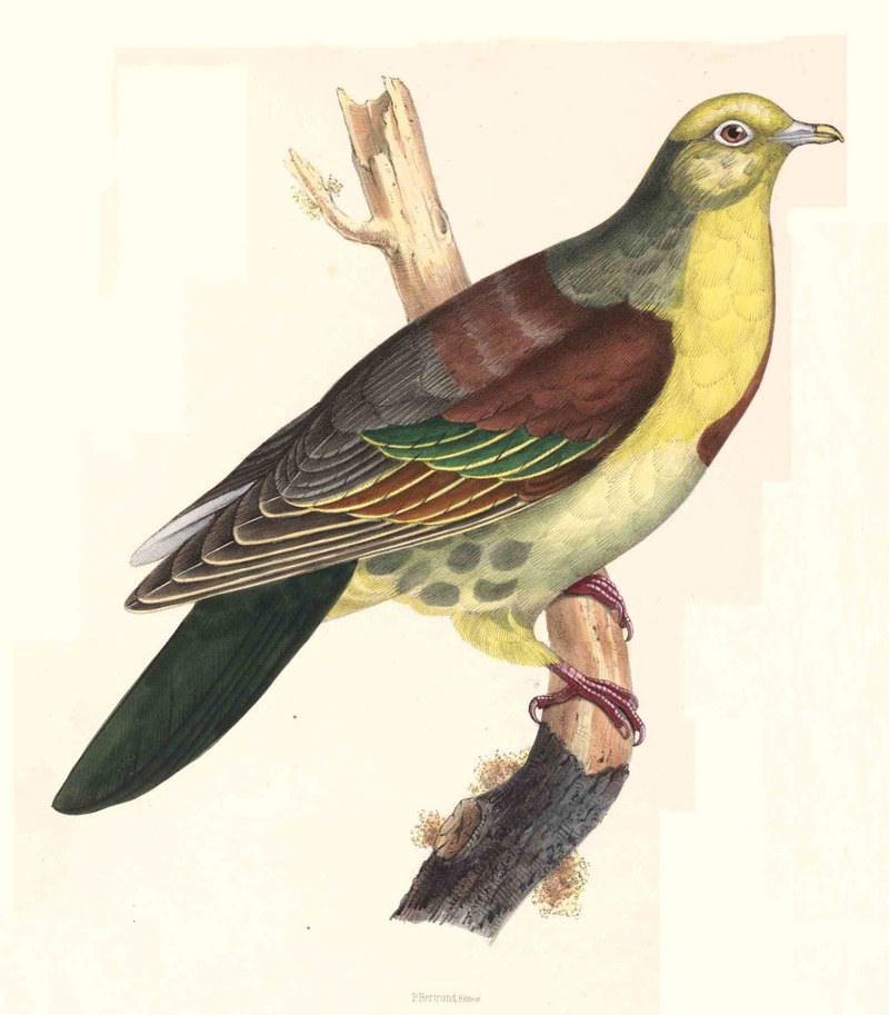 Wedge-tailed green pigeon (Treron sphenurus); DISPLAY FULL IMAGE.