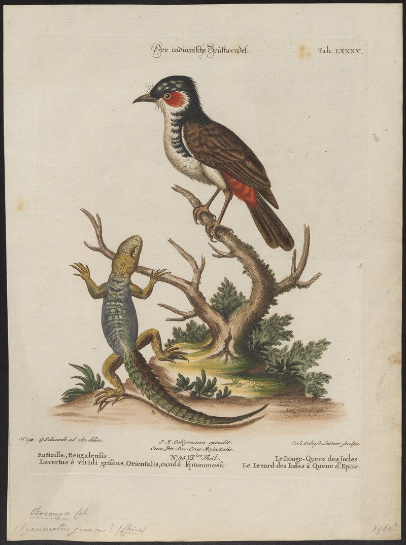 Hardwicke's spiny-tailed lizard (Saara hardwickii), red-whiskered bulbul (Pycnonotus jocosus); DISPLAY FULL IMAGE.