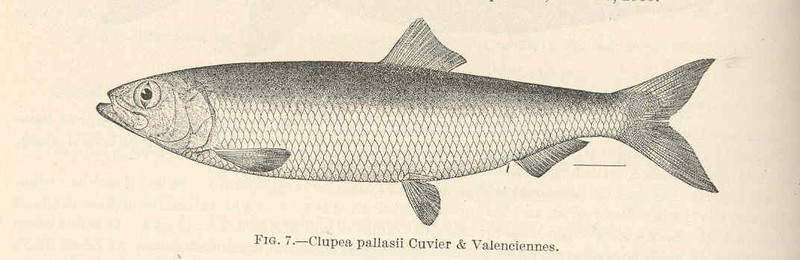 Pacific herring (Clupea pallasii); DISPLAY FULL IMAGE.