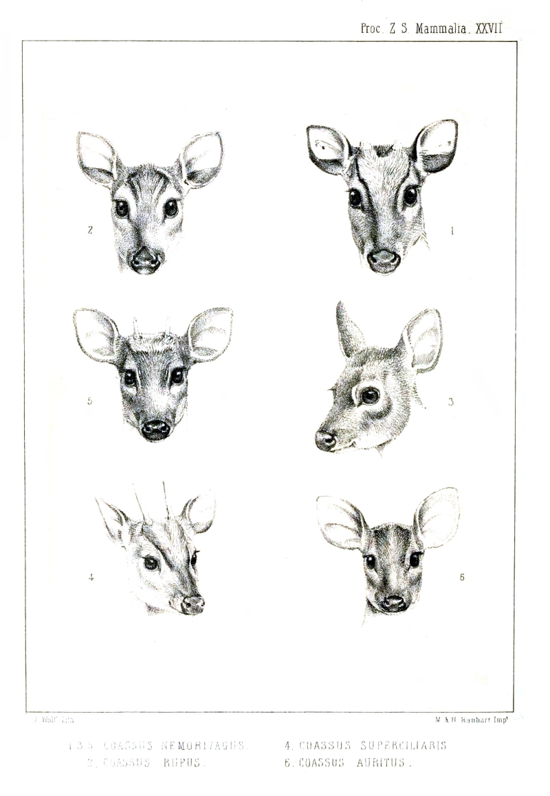 Brocket Deer: Amazonian brown brocket (Mazama nemorivaga), gray brocket (Mazama gouazoubira); DISPLAY FULL IMAGE.