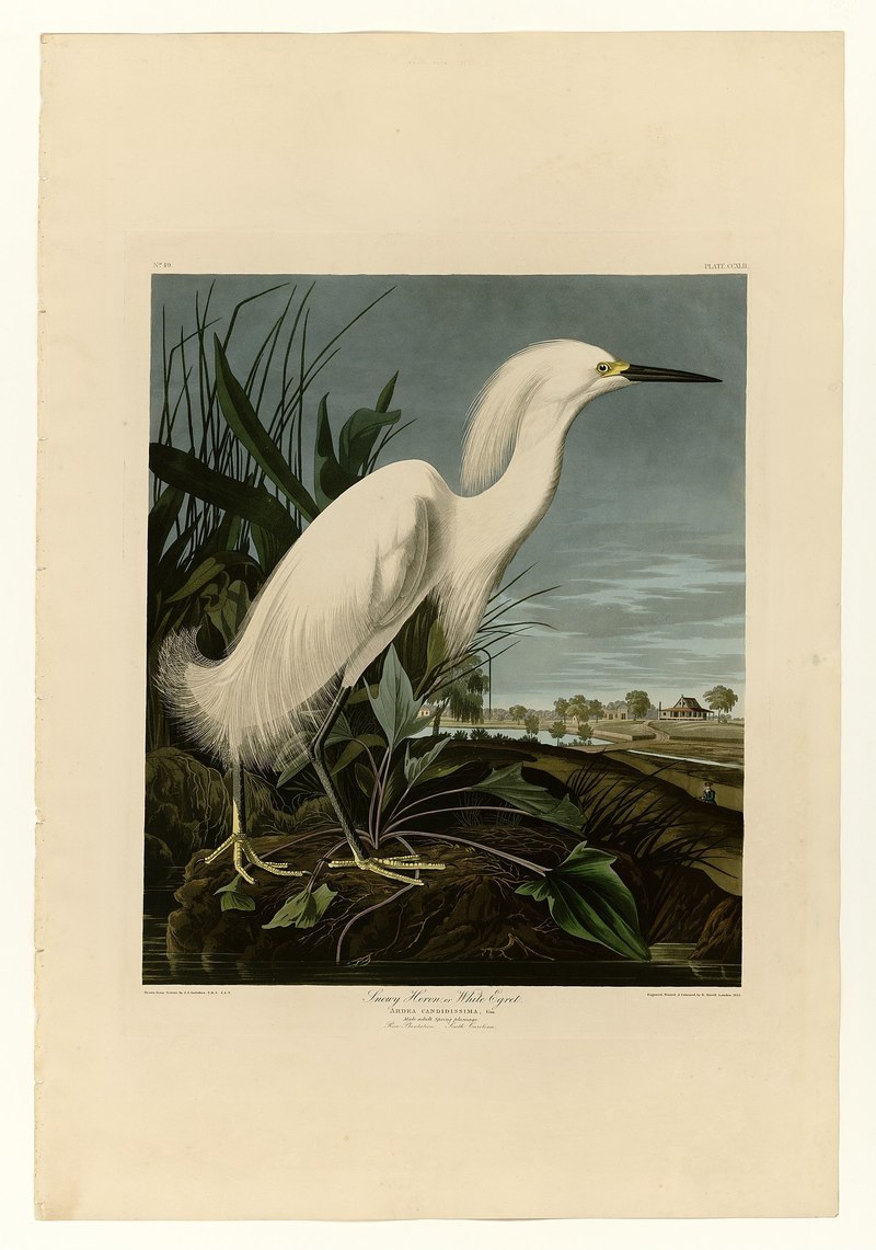 Audubon - snowy egret (Egretta thula); DISPLAY FULL IMAGE.