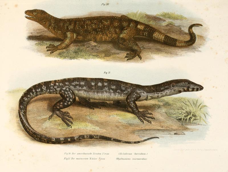 Mexican beaded lizard (Heloderma horridum), marbled water monitor (Varanus marmoratus); DISPLAY FULL IMAGE.