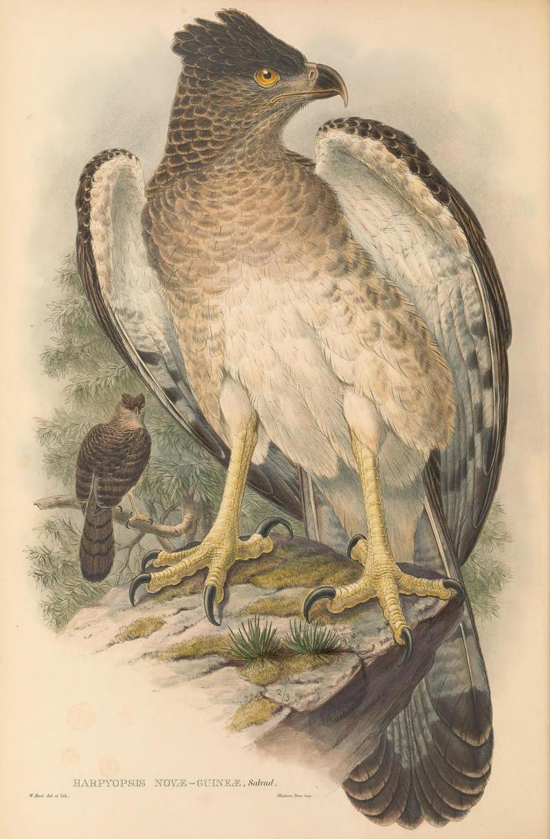 Papuan harpy eagle, New Guinea eagle (Harpyopsis novaeguineae); DISPLAY FULL IMAGE.