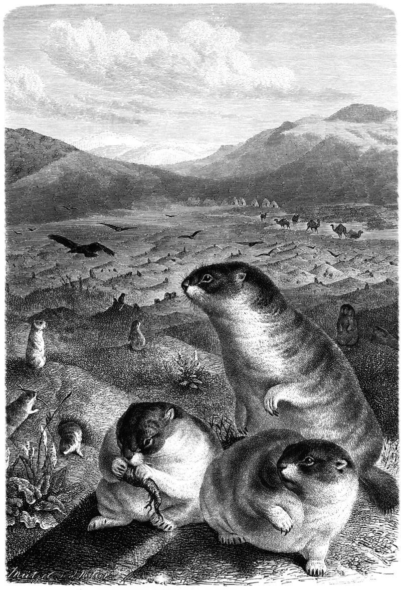 Steppe marmot (Marmota bobak); DISPLAY FULL IMAGE.