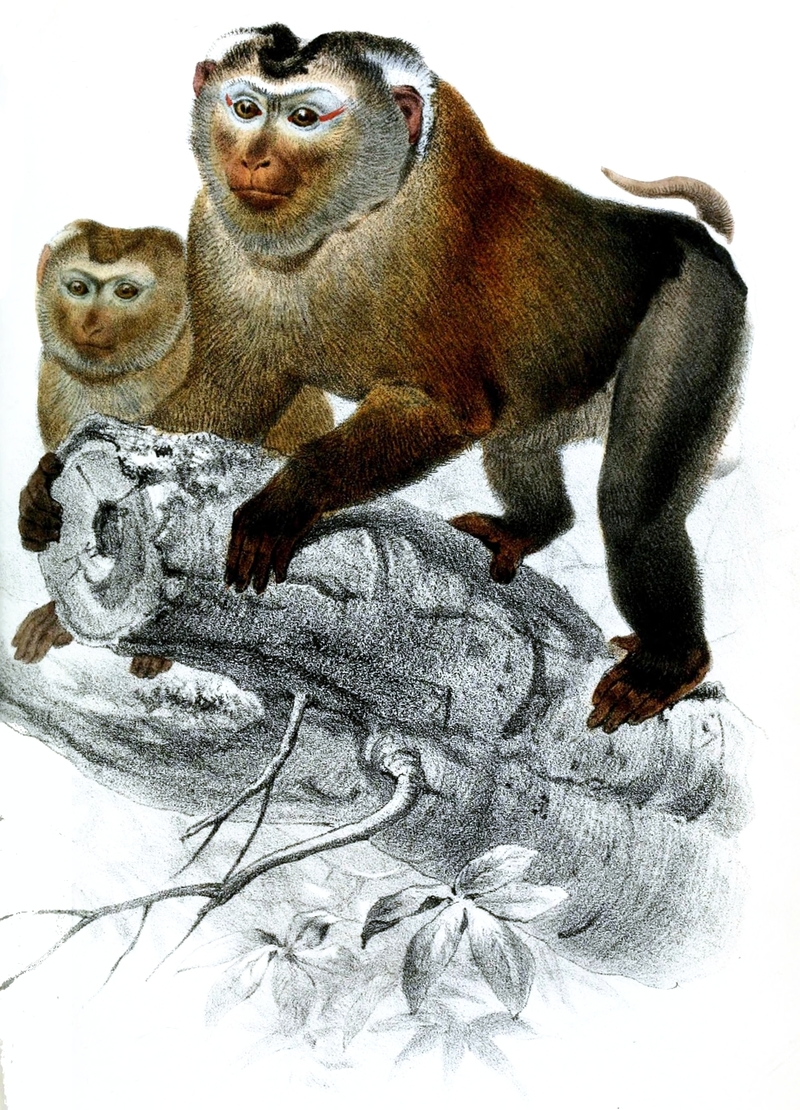 Macacus leoninus = Northern pig-tailed macaque (Macaca leonina); DISPLAY FULL IMAGE.