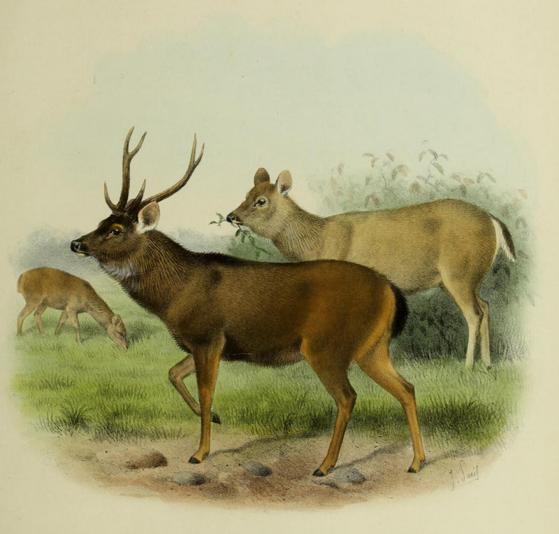 The deer of all lands (1898) Indian sambar - Rusa unicolor unicolor; DISPLAY FULL IMAGE.