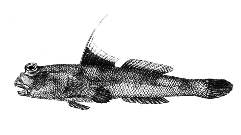 Periophthalmus schlosseri Ford 66 == giant mudskipper (Periophthalmodon schlosseri); DISPLAY FULL IMAGE.