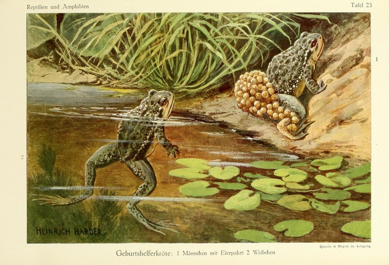 Die Reptilien Amphibien Mitteleuropas Plate 23 = common midwife toad (Alytes obstetricans); DISPLAY FULL IMAGE.