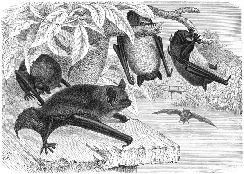 Wasserfledermaus = Daubenton's bat (Myotis daubentonii); DISPLAY FULL IMAGE.