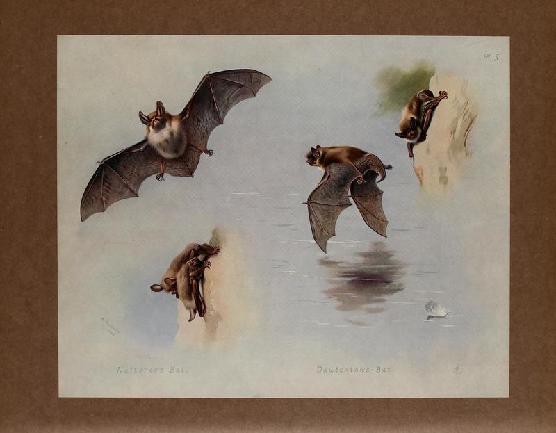 Natterer's bat (Myotis nattereri) & Daubenton's bat (Myotis daubentonii); DISPLAY FULL IMAGE.
