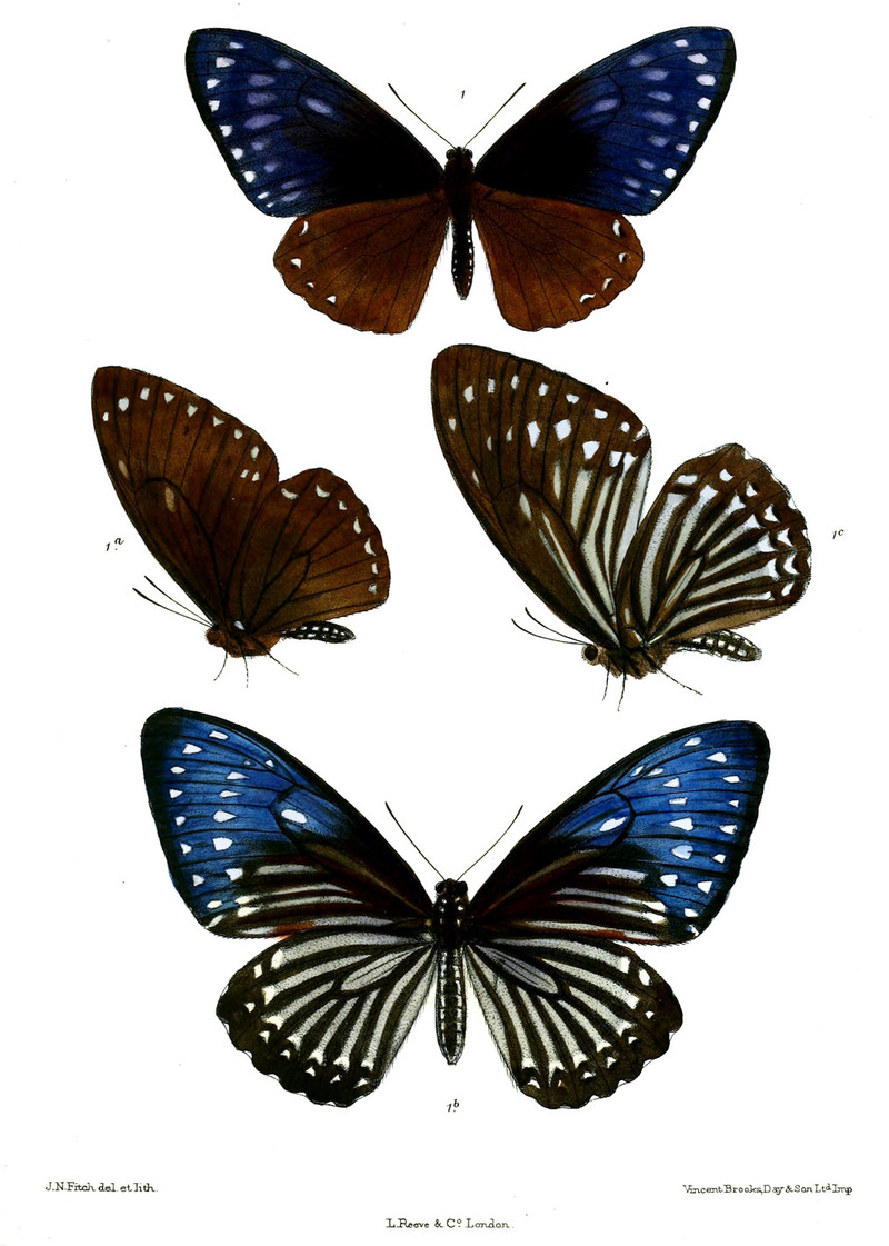Papilio paradoxus Race telearchus = great blue mime (Papilio paradoxa); DISPLAY FULL IMAGE.