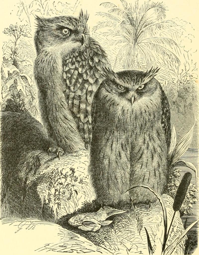 Indian fish-owl = brown fish owl (Ketupa zeylonensis); DISPLAY FULL IMAGE.