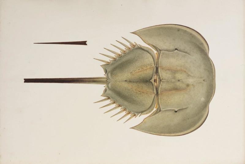 Tachypleus tridentatus, male = tri-spine horseshoe crab; DISPLAY FULL IMAGE.