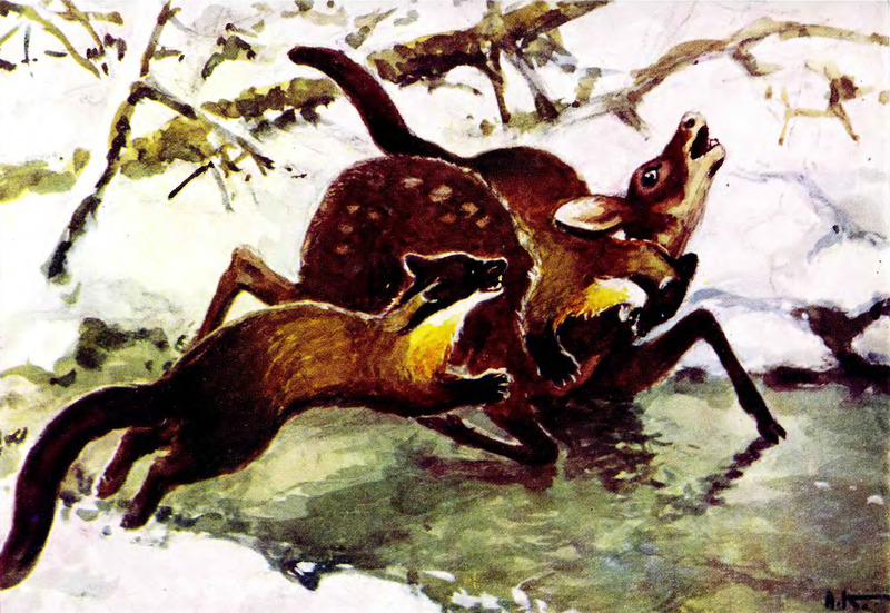 Painting of kharzas attacking a musk deer - Amur yellow-throated marten (Martes flavigula borealis) & Siberian musk deer (Moschus moschiferus); DISPLAY FULL IMAGE.