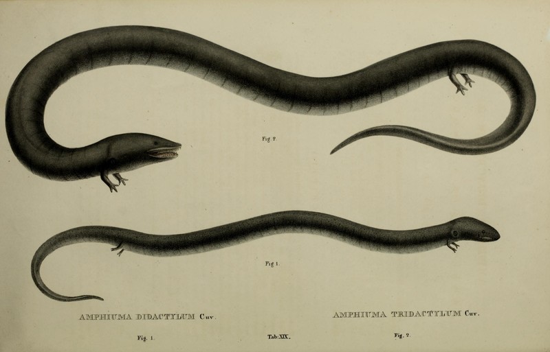 Amphiuma tridactylum (three-toed amphiuma) & Amphiuma means (two-toed amphiuma); DISPLAY FULL IMAGE.