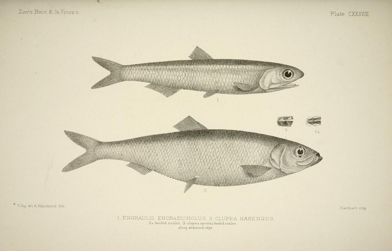 European anchovy (Engraulis encrasicolus) & Atlantic herring (Clupea harengus); DISPLAY FULL IMAGE.