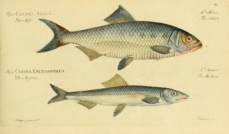 Allis shad (Alosa alosa) & European anchovy (Engraulis encrasicolus); DISPLAY FULL IMAGE.