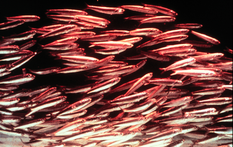 Californian anchovy or northern anchovy (Engraulis mordax); DISPLAY FULL IMAGE.