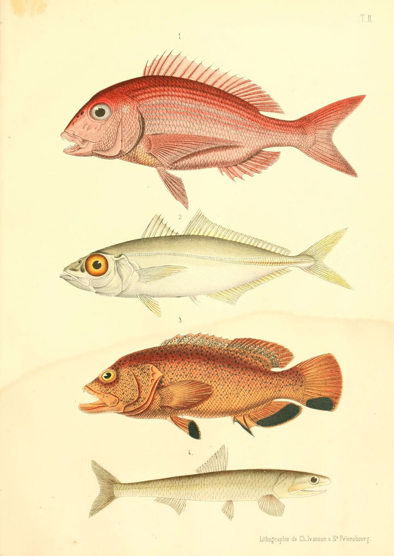 1. red porgy (Pagrus pagrus). 2. bigeye scad (Selar crumenophthalmus). 3. coney (Cephalopholis fulva) 4. Peruvian anchoveta (Engraulis ringens).; DISPLAY FULL IMAGE.