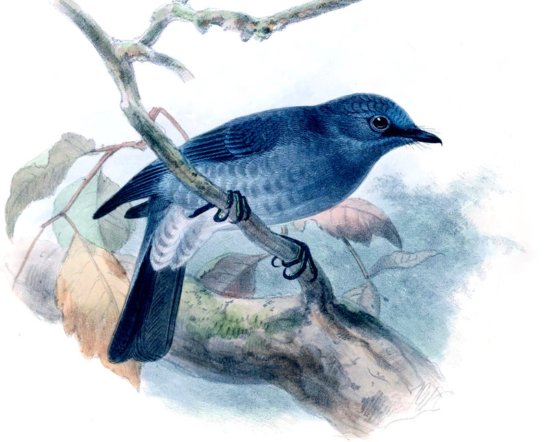 Stoparola sordida = dull-blue flycatcher (Eumyias sordidus); DISPLAY FULL IMAGE.