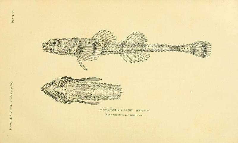 Averruncus sterletus = southern spearnose poacher (Agonopsis sterletus); DISPLAY FULL IMAGE.