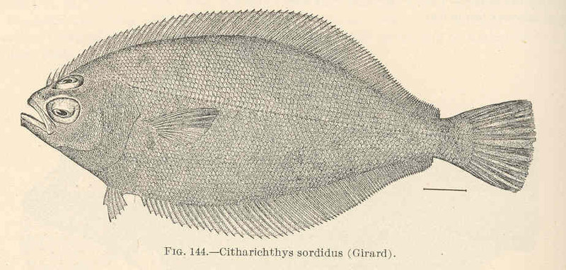 Pacific sanddab (Citharichthys sordidus); DISPLAY FULL IMAGE.