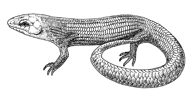 Gilbert's Skink, Plestiodon gilberti syn. Eumeces gilberti, illustration; DISPLAY FULL IMAGE.