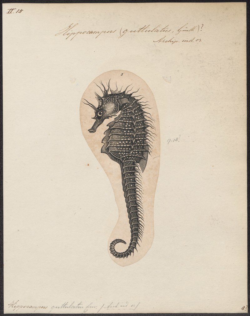Long-snouted seahorse (Hippocampus guttulatus); DISPLAY FULL IMAGE.