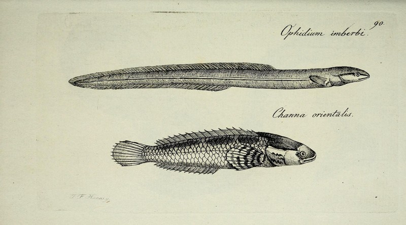 Ophidium imberbi = pearl fish (Carapus acus) & Ceylon snakehead (Channa orientalis); DISPLAY FULL IMAGE.