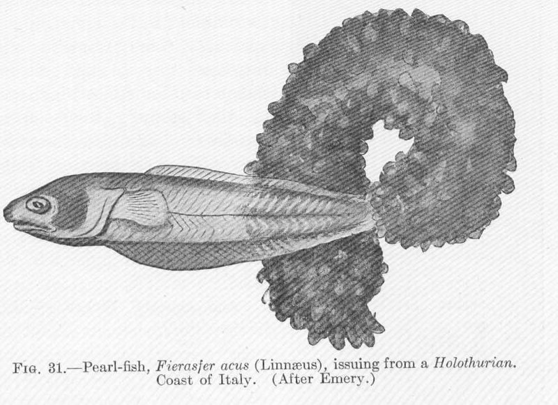 Fierasfer acus = pearlfish (Carapus acus); DISPLAY FULL IMAGE.