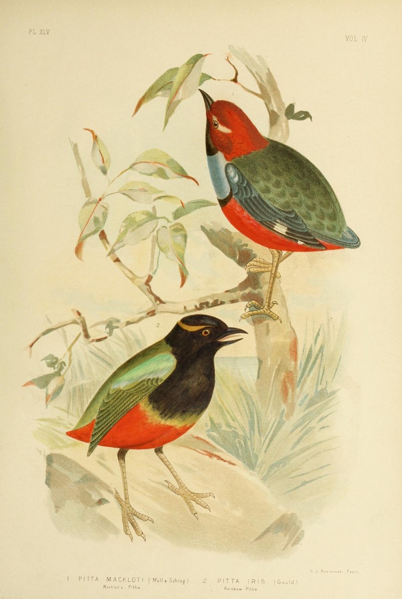 Pitta mackloti = Papuan pitta (Erythropitta macklotii), Rainbow pitta (Pitta iris); DISPLAY FULL IMAGE.