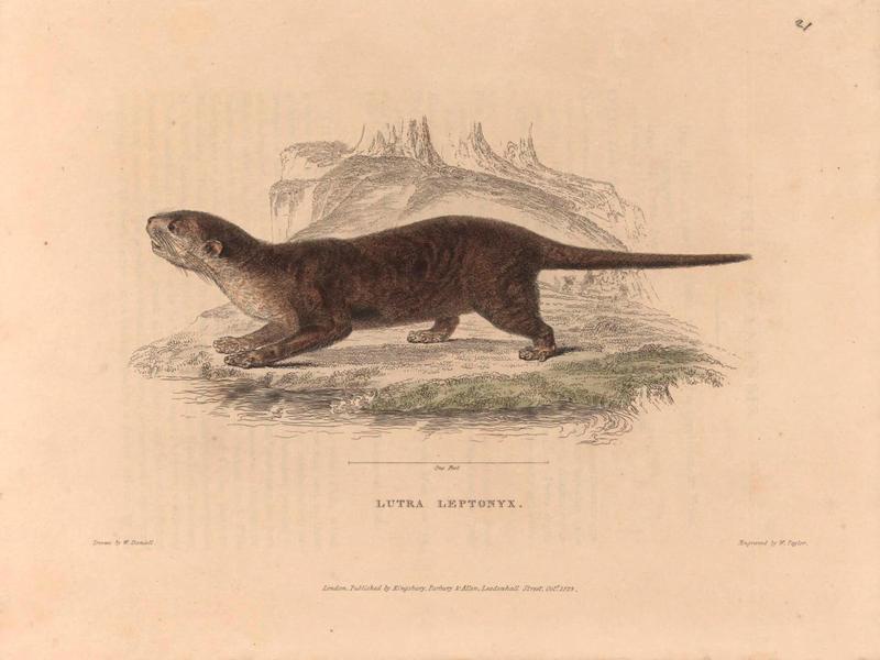 Lutra leptonyx = Asian small-clawed otter (Aonyx cinereus); DISPLAY FULL IMAGE.