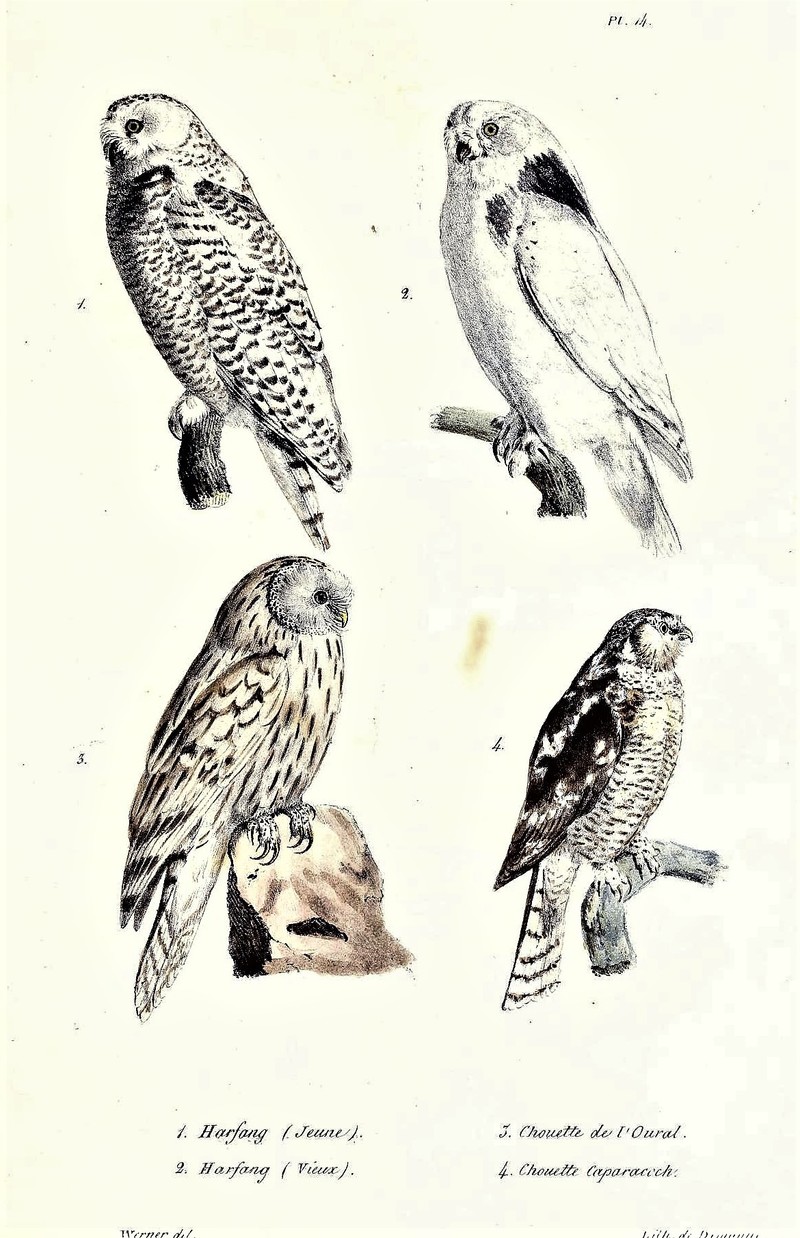 Snowy owl / Bubo scandiacus, Ural owl / Strix uralensis, Boreal owl / Aegolius funereus; DISPLAY FULL IMAGE.
