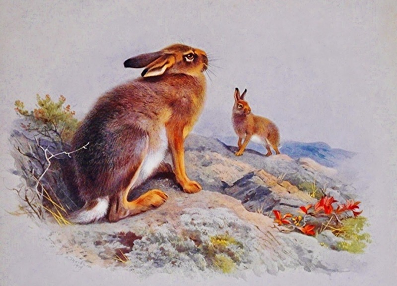 Mountain, Irish Hare = mountain hare subspecies (Lepus timidus hibernicus); DISPLAY FULL IMAGE.