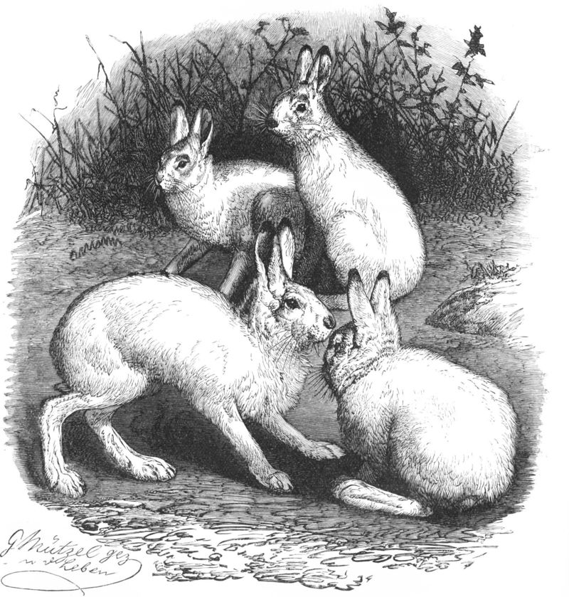 mountain hare (Lepus timidus); DISPLAY FULL IMAGE.