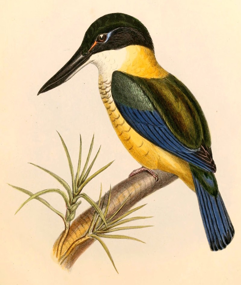 Halcyon vagans = Todiramphus sanctus (Sacred Kingfisher); DISPLAY FULL IMAGE.