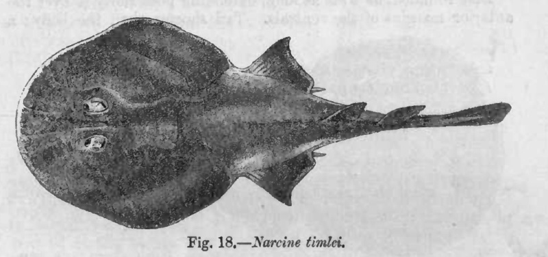 Blackspotted numbfish (Narcine timlei); DISPLAY FULL IMAGE.
