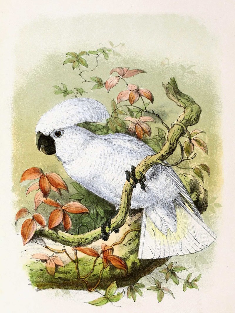 Cacatua cristata = Cacatua alba (White cockatoo); DISPLAY FULL IMAGE.