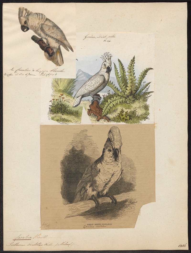 Cacatua albus = Cacatua alba (White cockatoo); DISPLAY FULL IMAGE.