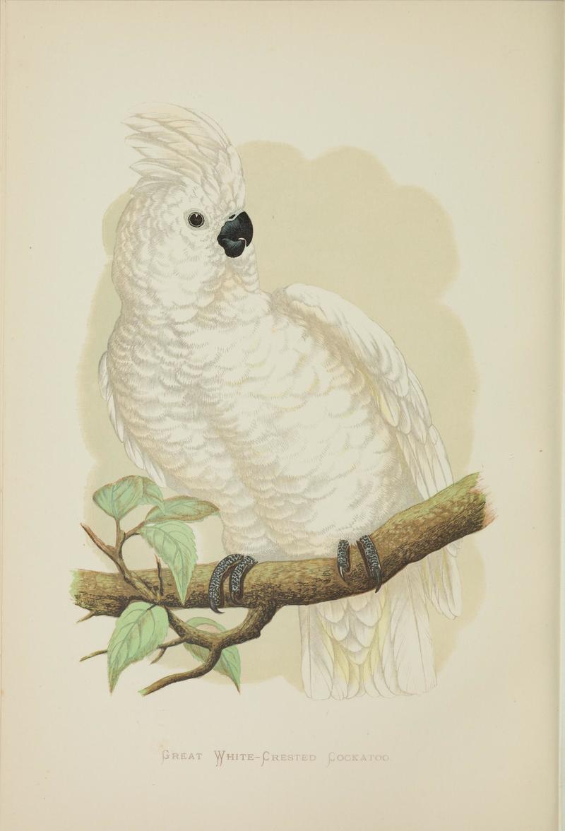 Great White-crested Cockatoo = Cacatua alba (White cockatoo); DISPLAY FULL IMAGE.