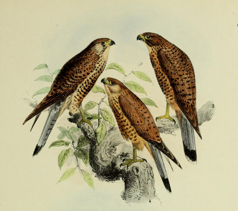 Spotted kestrel (Falco moluccensis); DISPLAY FULL IMAGE.