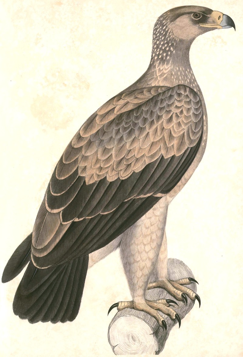 Aquila punctata = Asian tawny eagle (Aquila rapax vindhiana); DISPLAY FULL IMAGE.