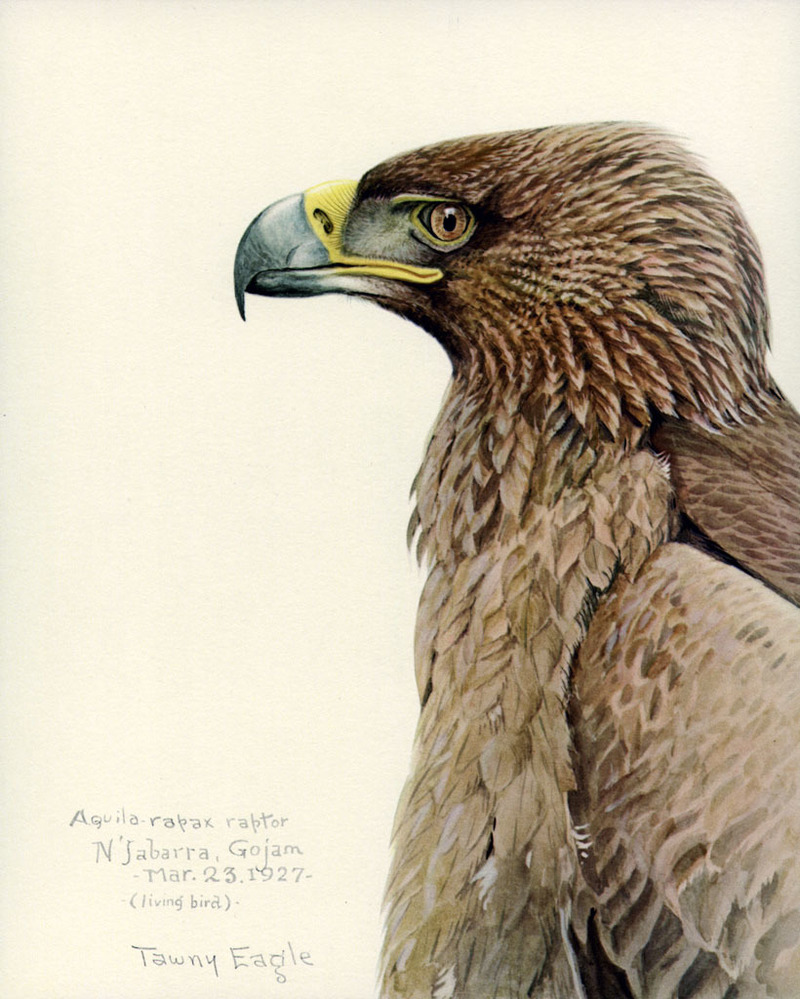 Tawny eagle (Aquila rapax); DISPLAY FULL IMAGE.