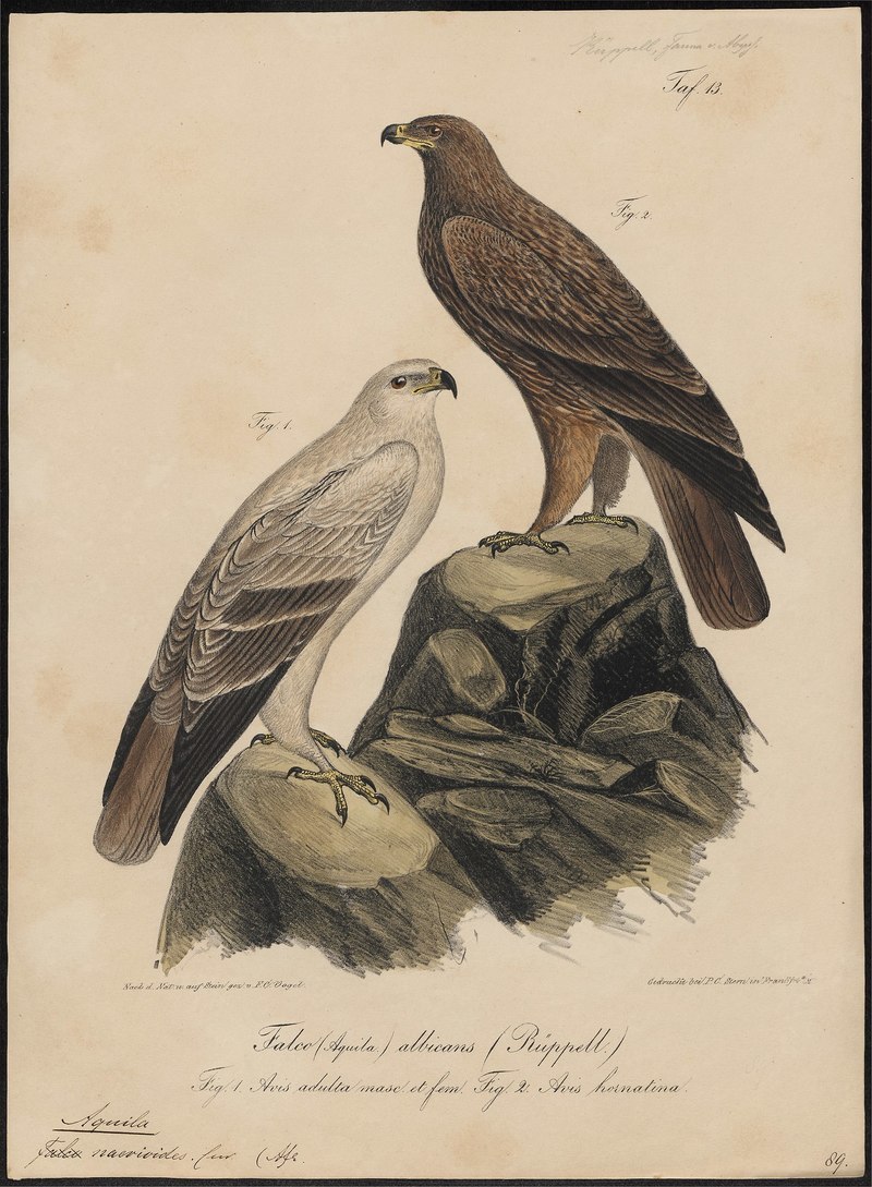 Aquila naevioides = tawny eagle (Aquila rapax); DISPLAY FULL IMAGE.