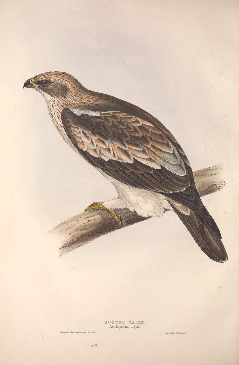 Aquila pennata = booted eagle (Hieraaetus pennatus); DISPLAY FULL IMAGE.