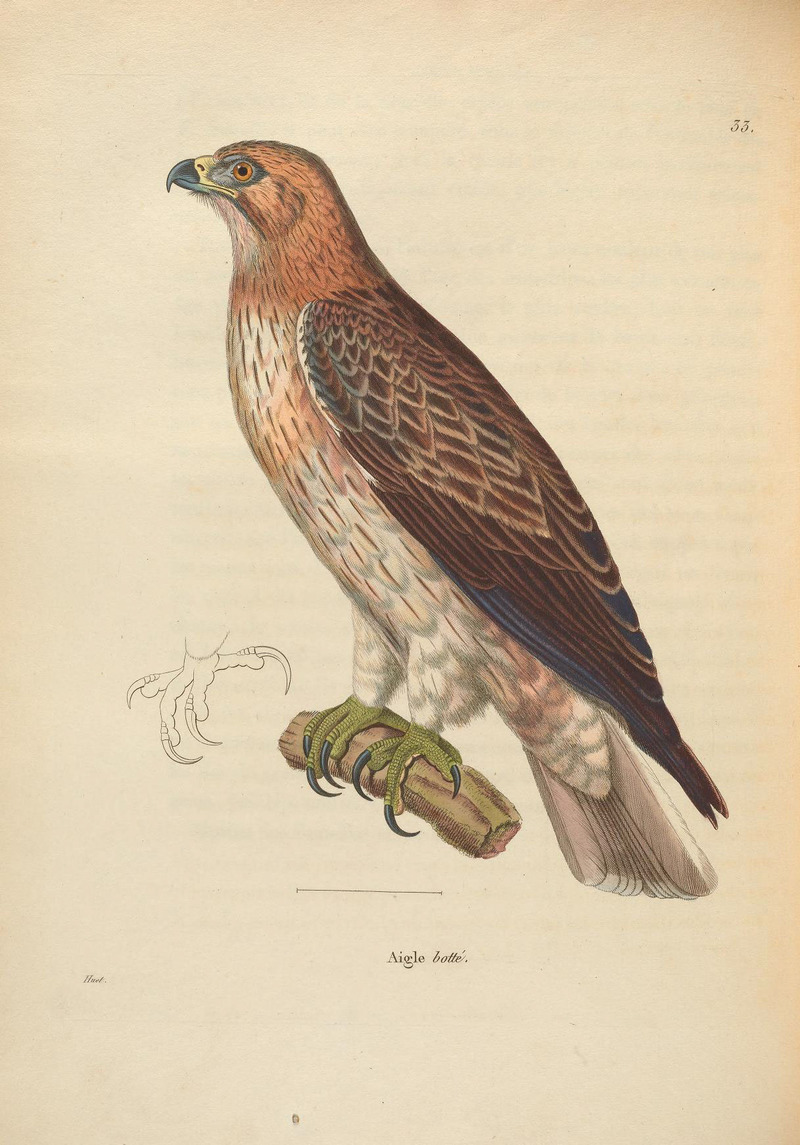 Aigle botté = booted eagle (Hieraaetus pennatus); DISPLAY FULL IMAGE.