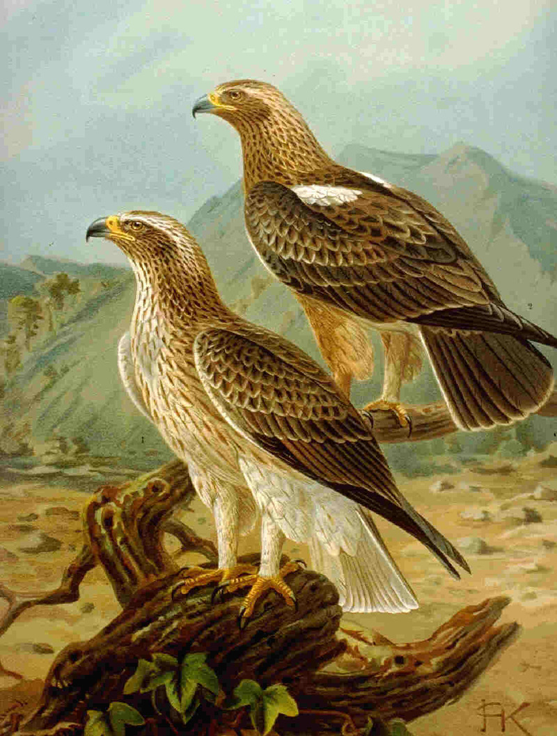Booted eagle (Hieraaetus pennatus); DISPLAY FULL IMAGE.