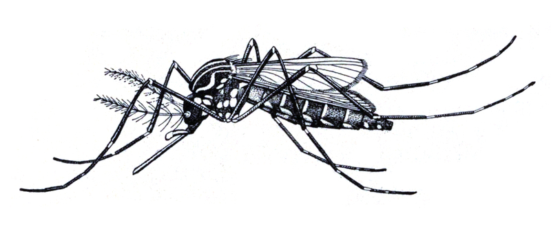 Stegomyia fasciata = Aedes aegypti (yellow fever mosquito); DISPLAY FULL IMAGE.