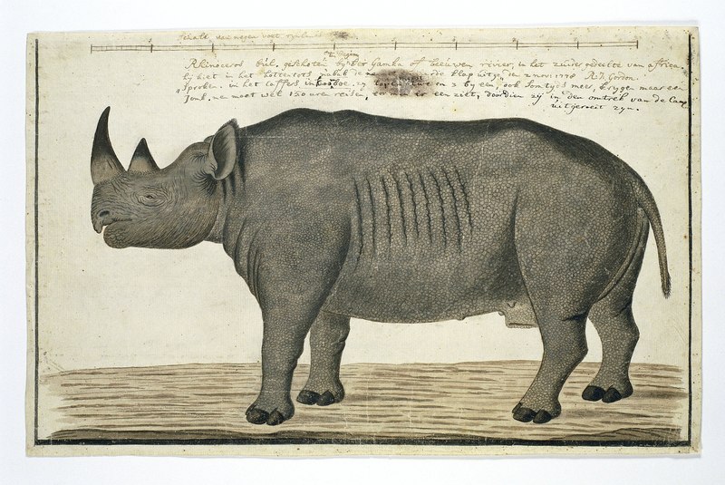 Diceros bicornis bicornis (Southern black rhinoceros); DISPLAY FULL IMAGE.