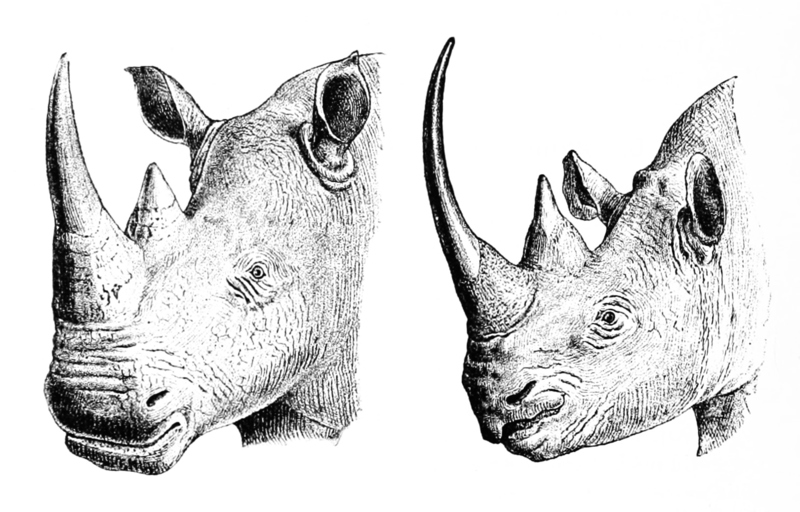 Heads of white rhinoceros (Ceratotherium simum) (left) and black rhino (Diceros bicornis); DISPLAY FULL IMAGE.